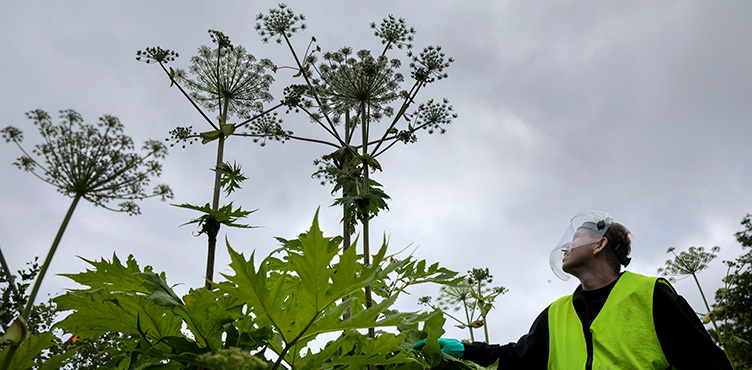 Man in protective gear fights giant hogweed.