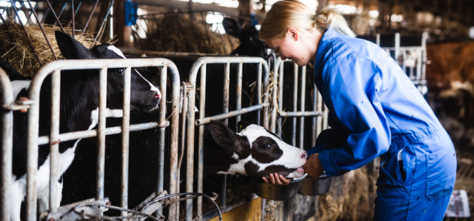 Kvinna i blåställ tar hand om en kalv i en ladugård
