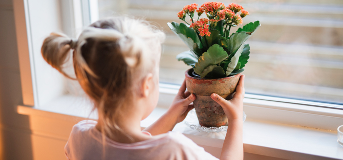 Children seen from behind set up a potted plant in a window.